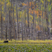 Moose at Cub Lake