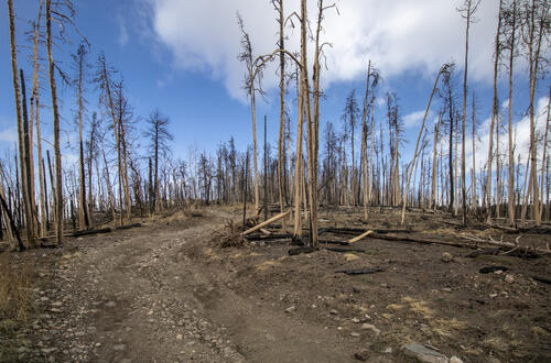 Burned Trees Everywhere