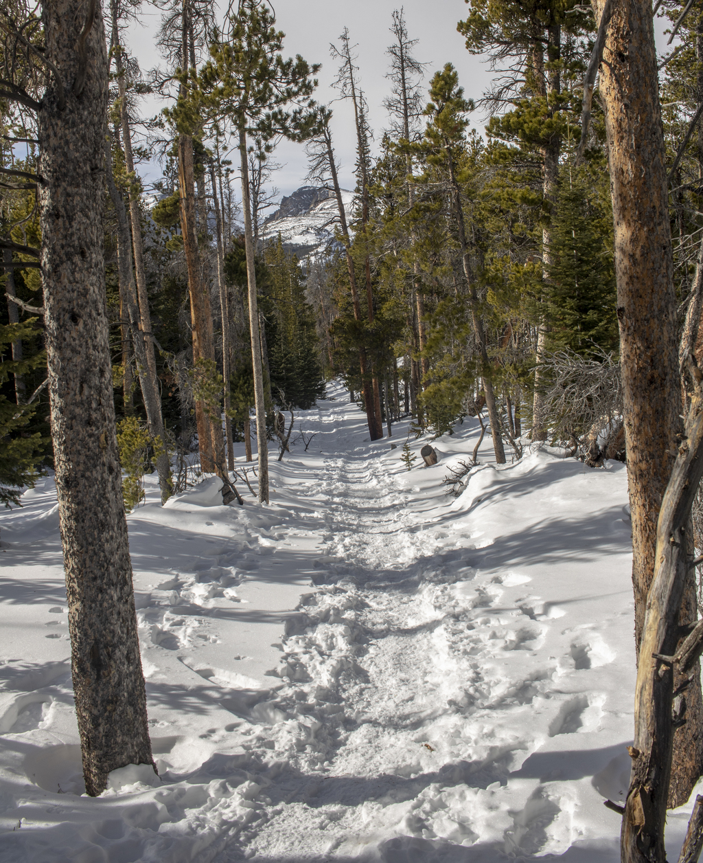Hallet Peak Through the Trees