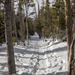 Hallet Peak Through the Trees