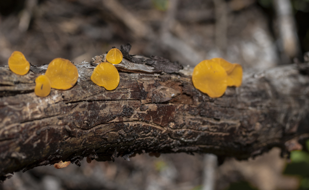 Orange Jelly Fungus