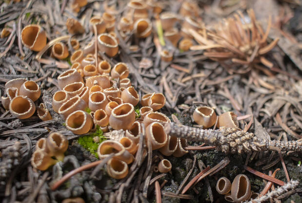 Cup Fungus