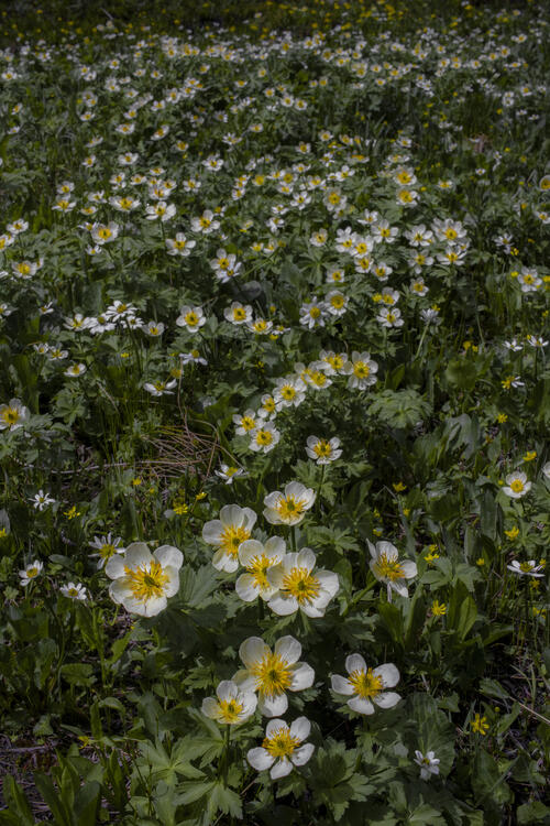 Globeflower