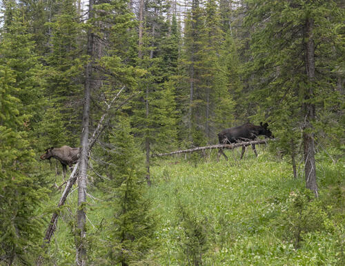 Moose