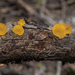 Orange Jelly Fungus