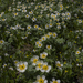 Canada Anemone