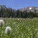 Meadow of Wildflowers