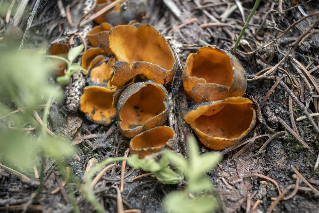 Orange Peel Fungus