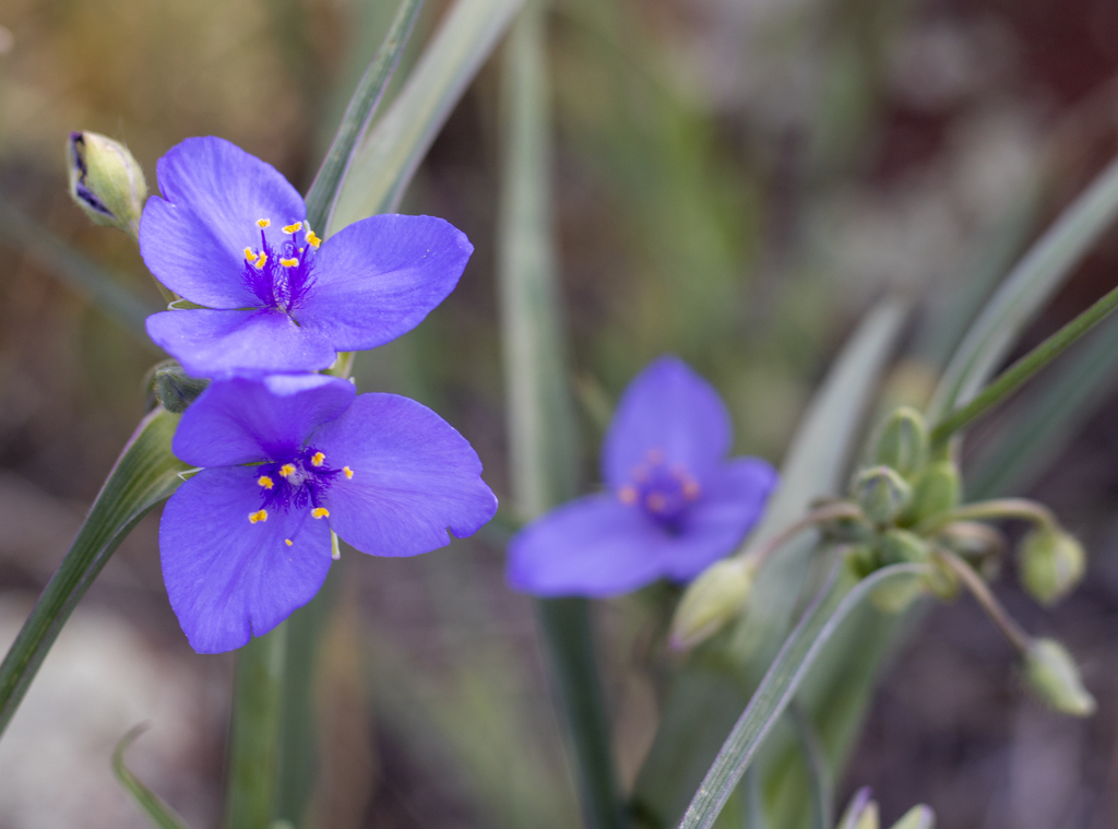 3 Petals