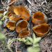 Orange Peel Fungus