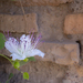 Roman Flowers