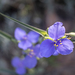 Wild Spiderwort