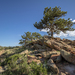 Tree at the Summit