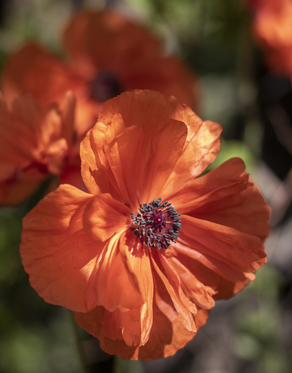 Wild Poppy