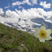 Alpine Flowers