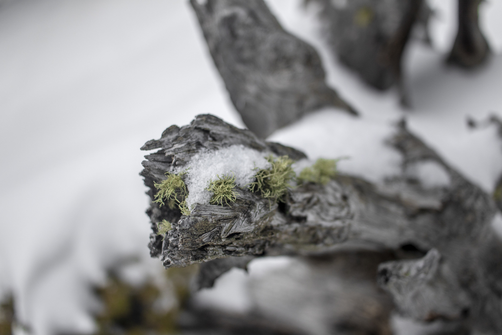 Mossy