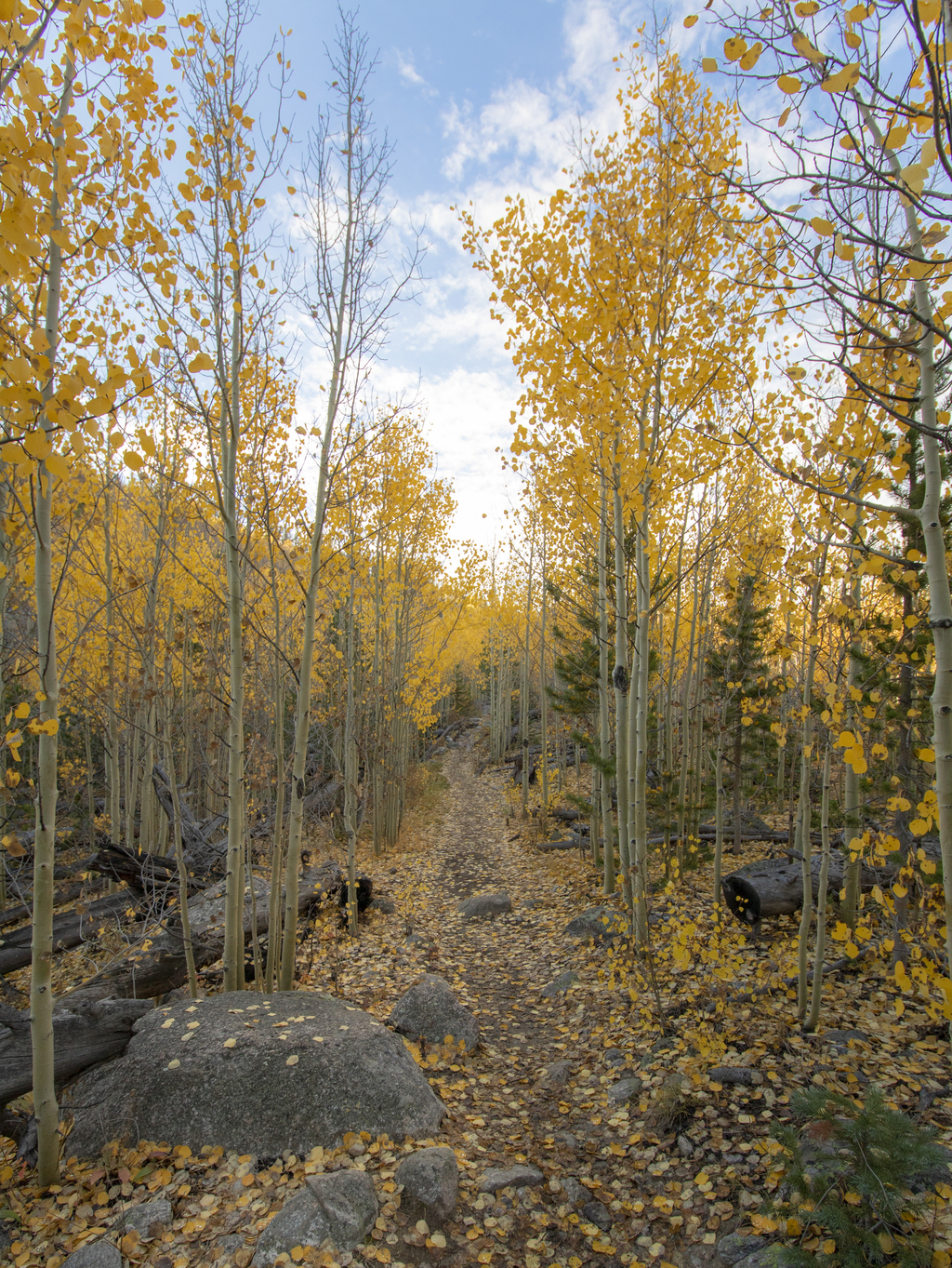 Leaf-Littered Trail