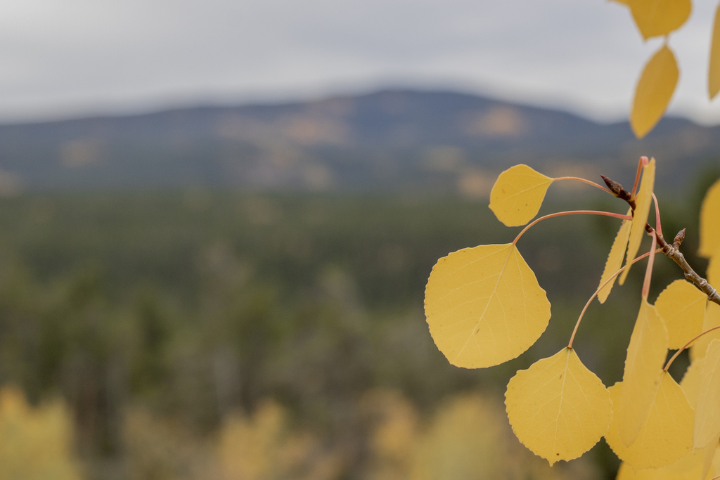 Golden Leaves