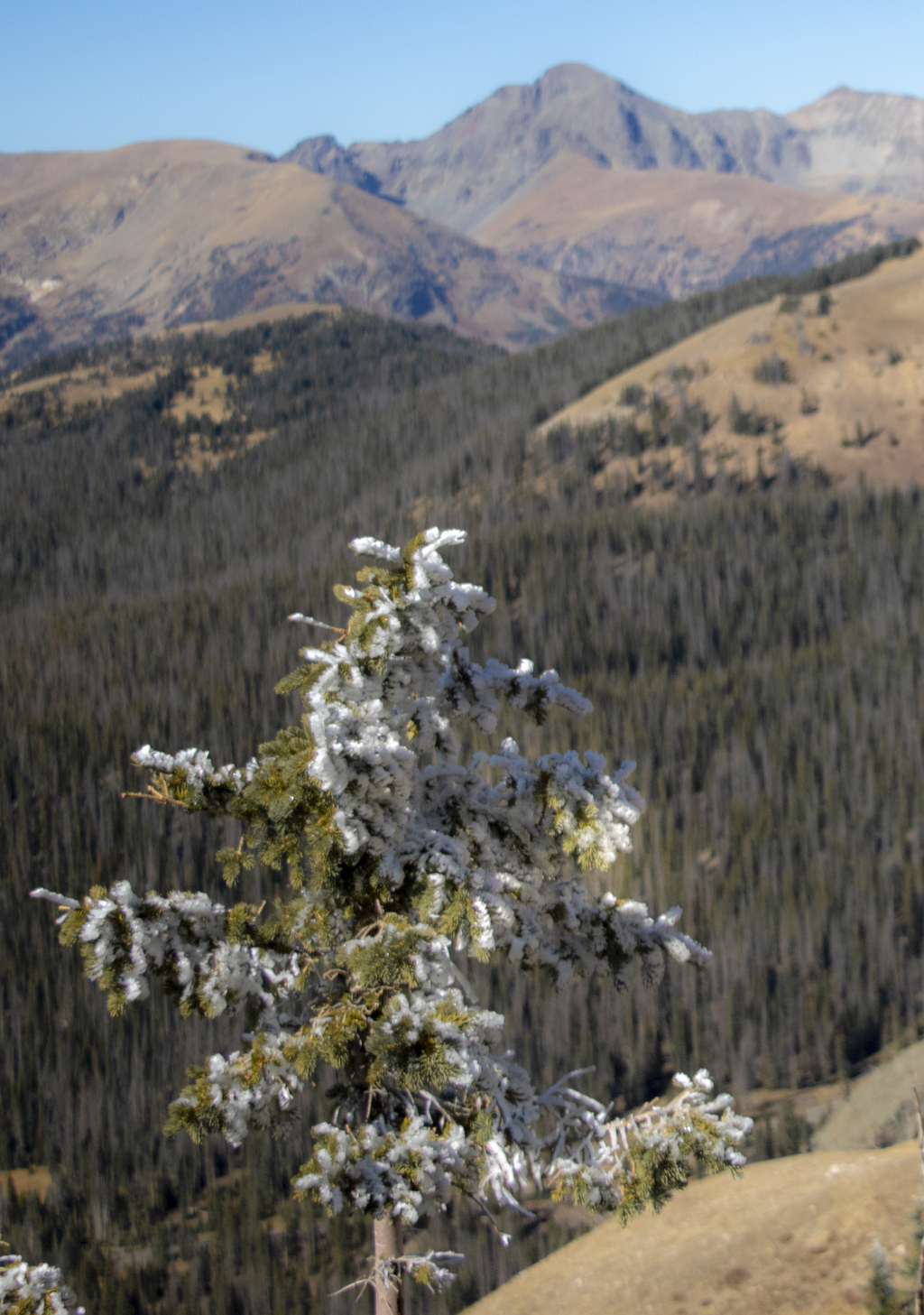 Snowy Tree