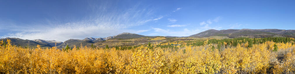 Short Aspens
