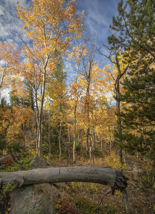 Downed Tree