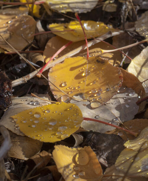 Beads of Water
