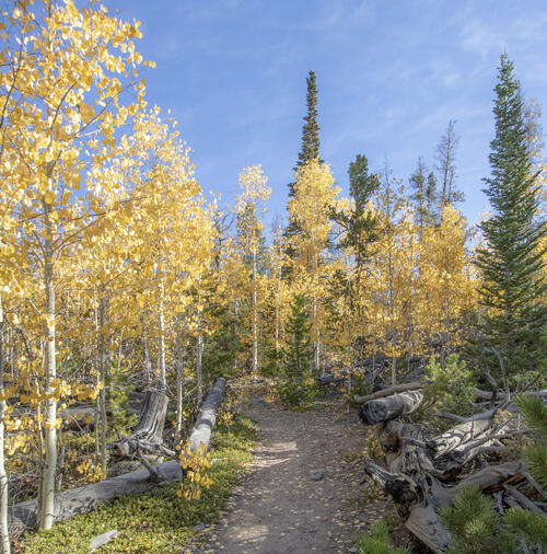 Aspens Everywhere