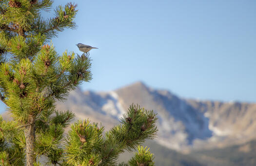 Bird