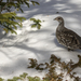 Ptarmigan