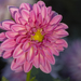 Pink Dahlia