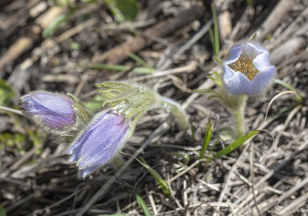 The Start of Wildflower Season