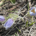 The Start of Wildflower Season