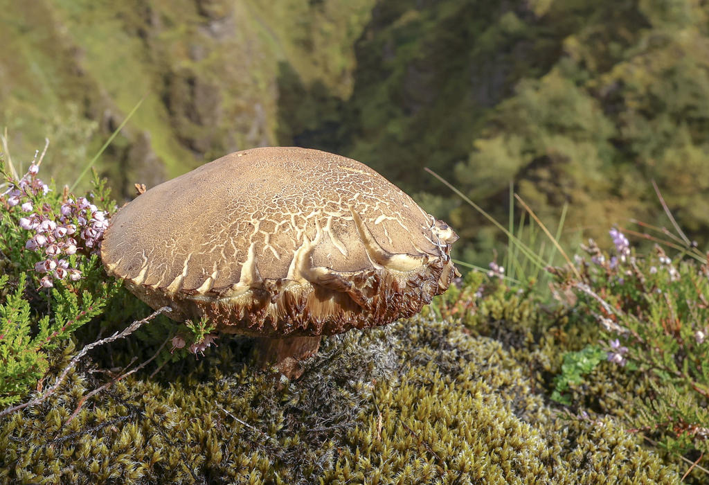 Perfect Mushroom