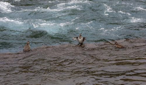 Diving Ducks