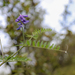 Tufted Vetch