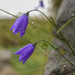 Morning Dew on the Harebells