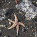 Dead Starfish