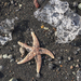 Dead Starfish