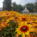 Rudbeckia