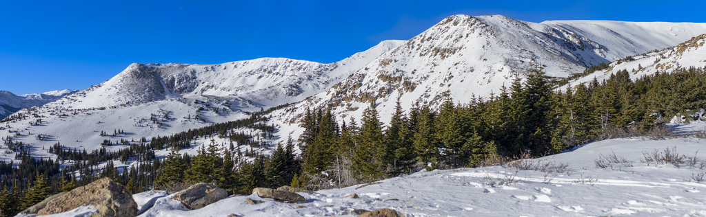Below the Tree Line