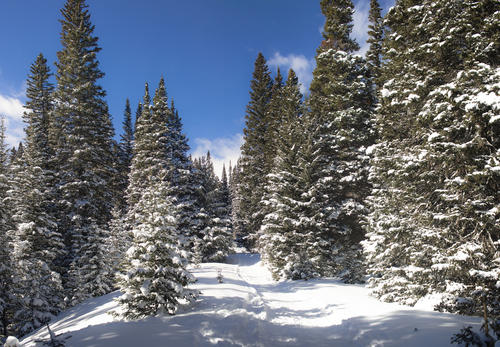 Snowy Trees