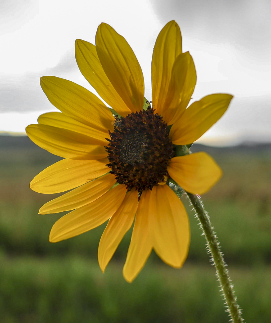 Common Sunflower
