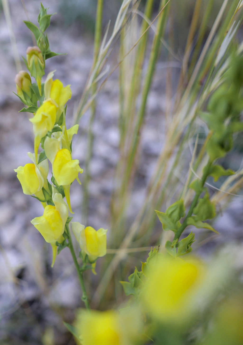 Toadflax
