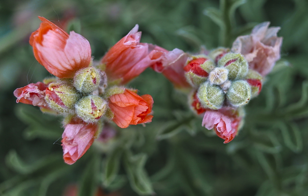 Young Buds