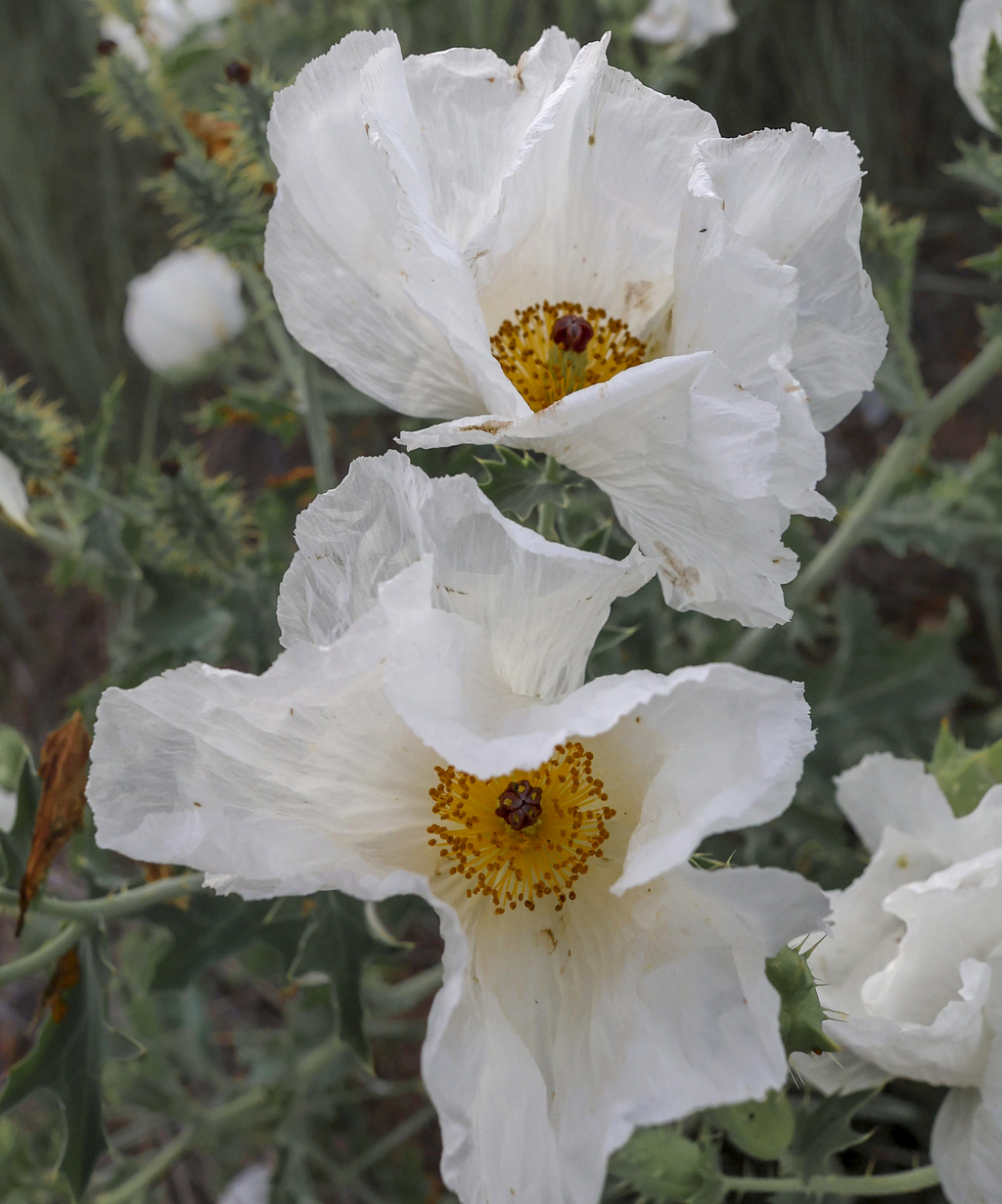 Prickly Poppy