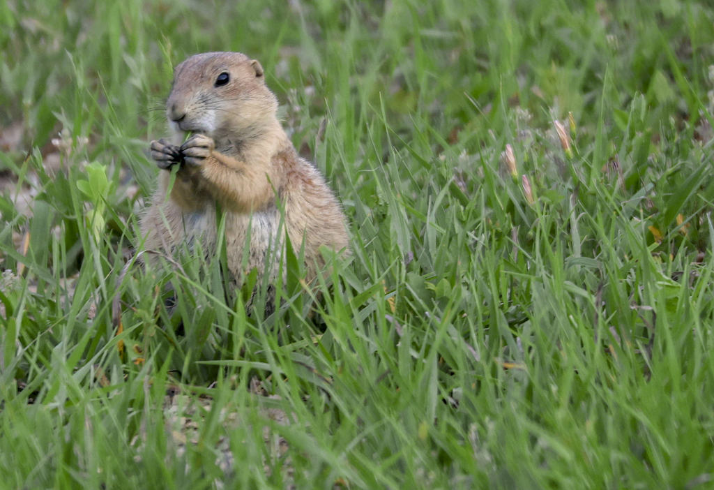 Munching Grass