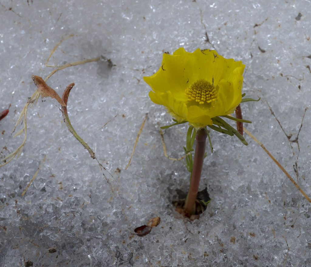 Out of the Snow