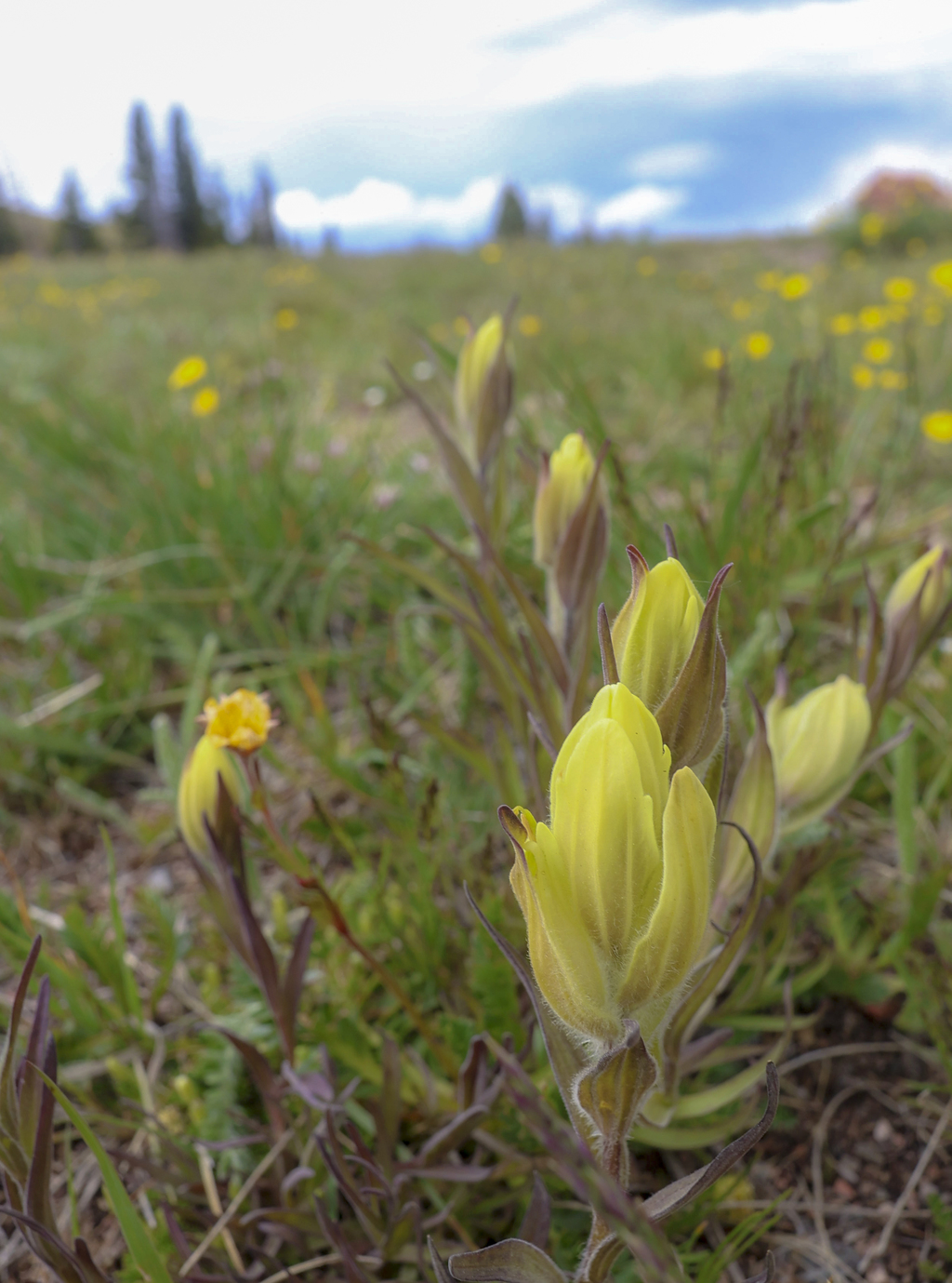 Yellow Paintbrush