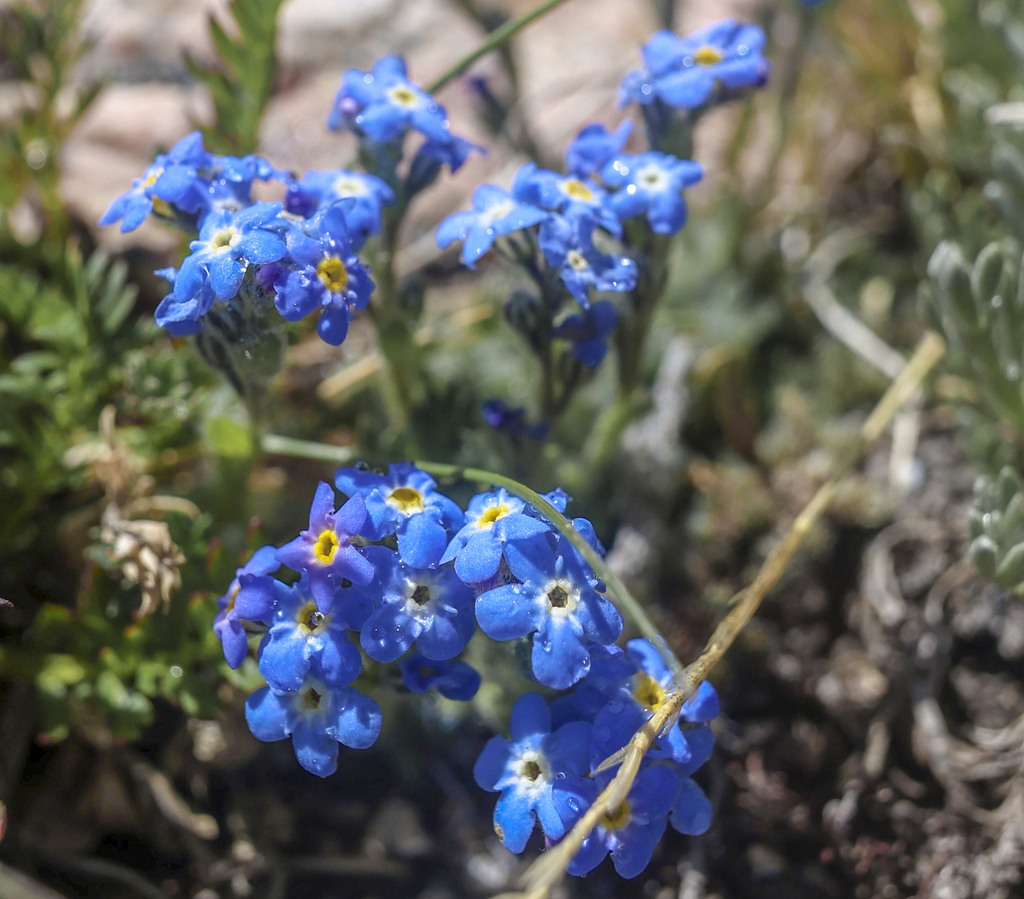 Alpine Forget-Me-Nots