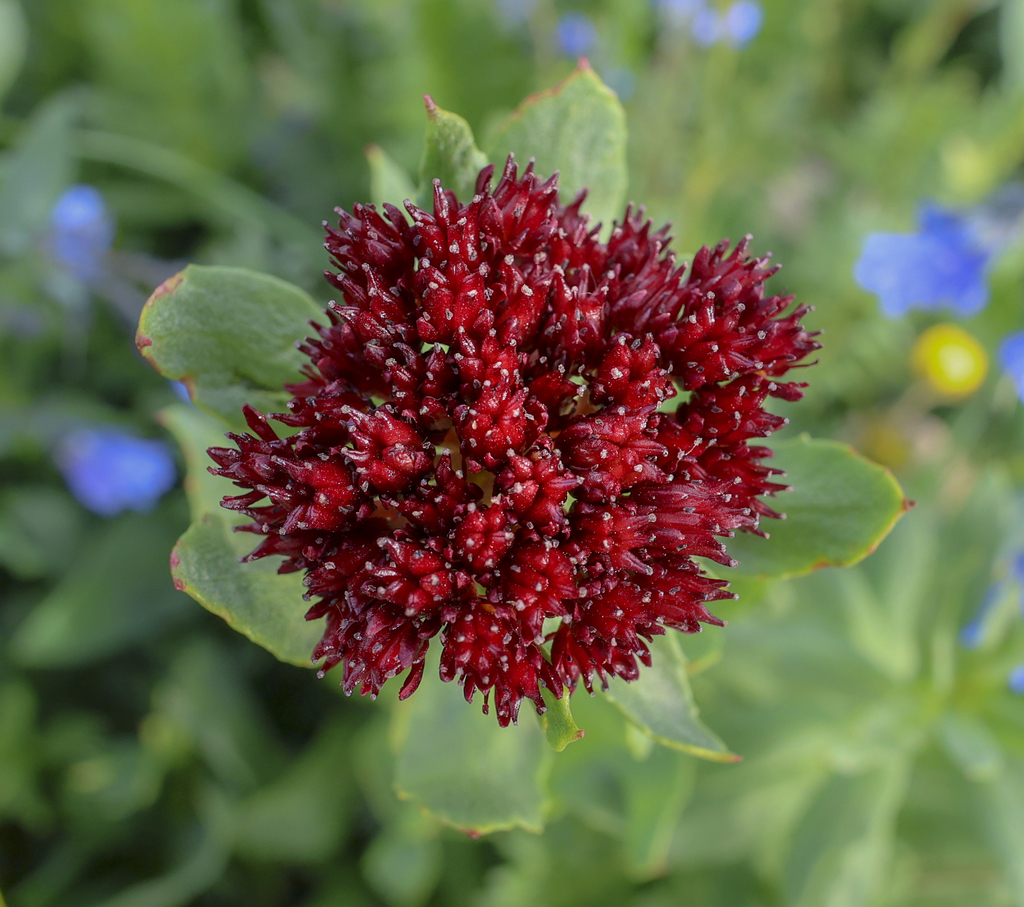 New Flower